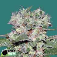 Bomb Seeds CBD Bomb